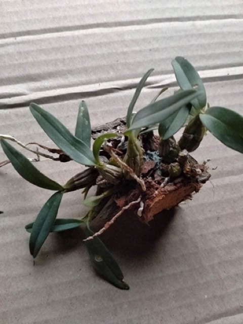 Combo 3 bản bạch hoả hoàng