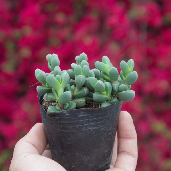5 BẦU ƯƠM CÂY 8*10CM, DÀY DẶN, CÓ LỖ THOÁT NƯỚC