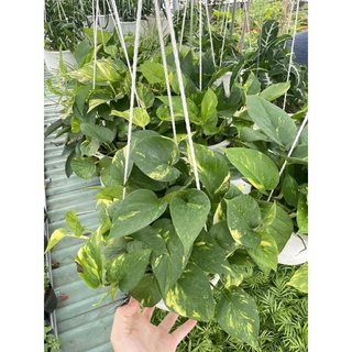 CÂY TRẦU BÀ GIỎ TREO Size LỚN