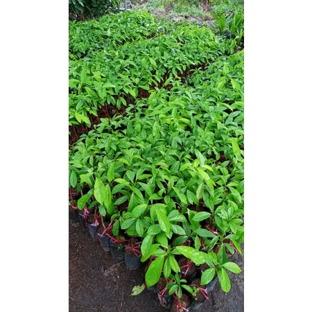 CÂY GIỐNG DÂU DA XANHCÂY GHÉP 2 NĂM CHO TRÁI