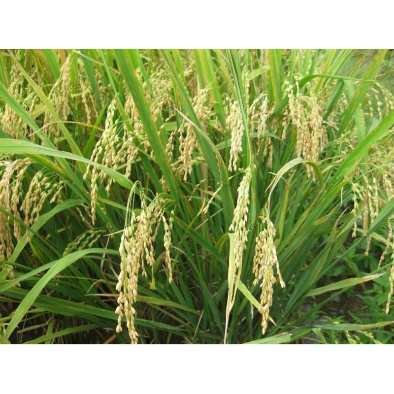 Gạo ST 25 Lúa tôm Túi 5 KG - Hồ Quang  Cua, Đặc sản Sóc Trăng cơm mềm dẻo, vị ngọt. Có mã QR chứng nhận hàng Thật.