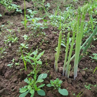 Cây giống măng tây