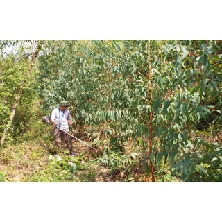 Hạt giống cây bạch đàn trắng gói 50gram ( CHHG )