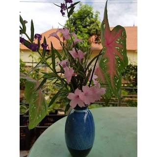 cây mon cảnh (khoai môn lá đỏ)