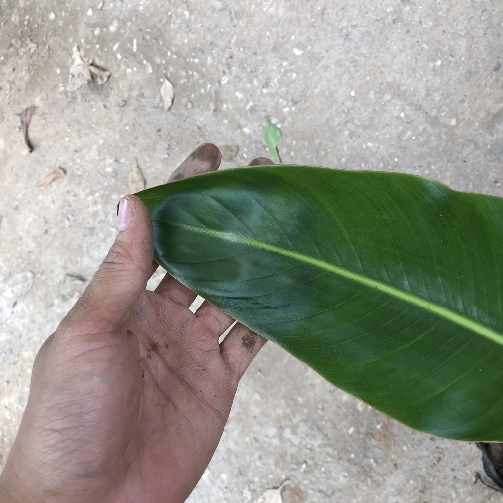 Cây chuối - cây chuối rẻ quạt cao 60cm trang trí sân vườn cảnh quan