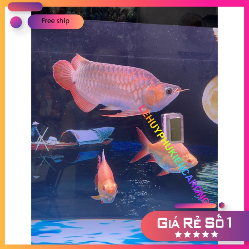 Lau kính bể cá nam châm Chihiros Magnet Cleaner Nano