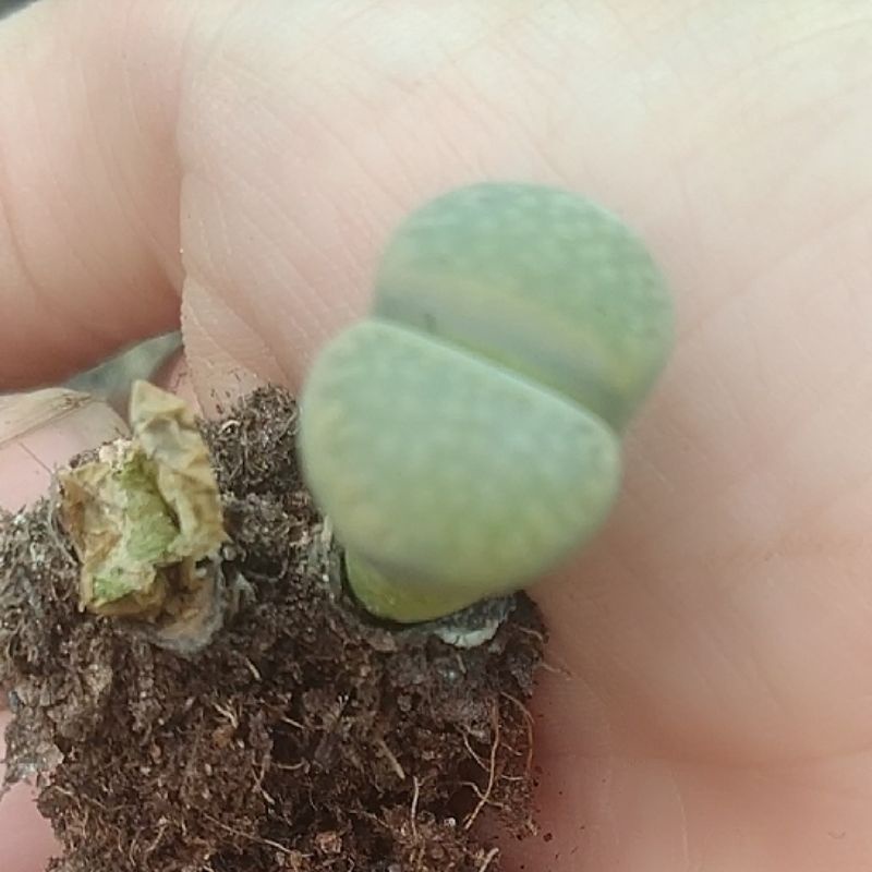 (1 cây màu xanh) sen mông siêu cute🥰🥰🥰