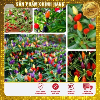 -30 % COMBO 06 GÓI ỚI + CÀ CHUA BONSAI