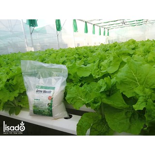 Phân bón thủy canh Grow Master dạng bột cho rau ăn lá