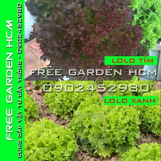 100 HẠT GIỐNG XÀ LÁCH LOLO TÍM / LOLO XANH RZ HÀ LAN