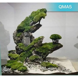 Cây Thủy Sinh - Mossball
