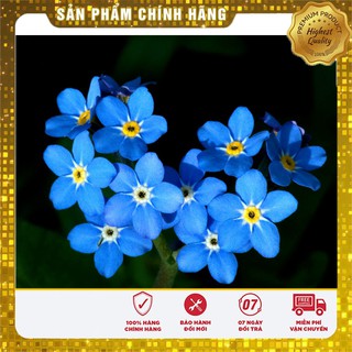 Hạt Giống Hoa Lưu Li(For get me not ) - 50 hạt