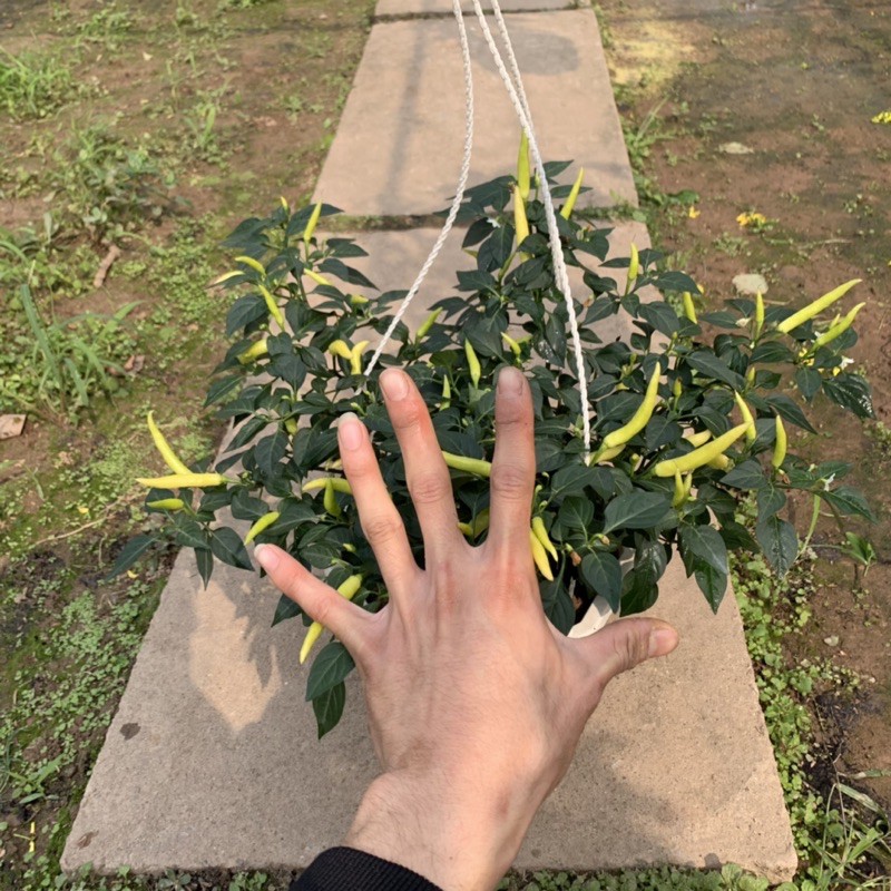 Cây ớt cảnh trồng chậu treo cao 20cm, cây ra quả quanh năm và cực sai quả, cây cảnh trang trí sân vườn và treo tường