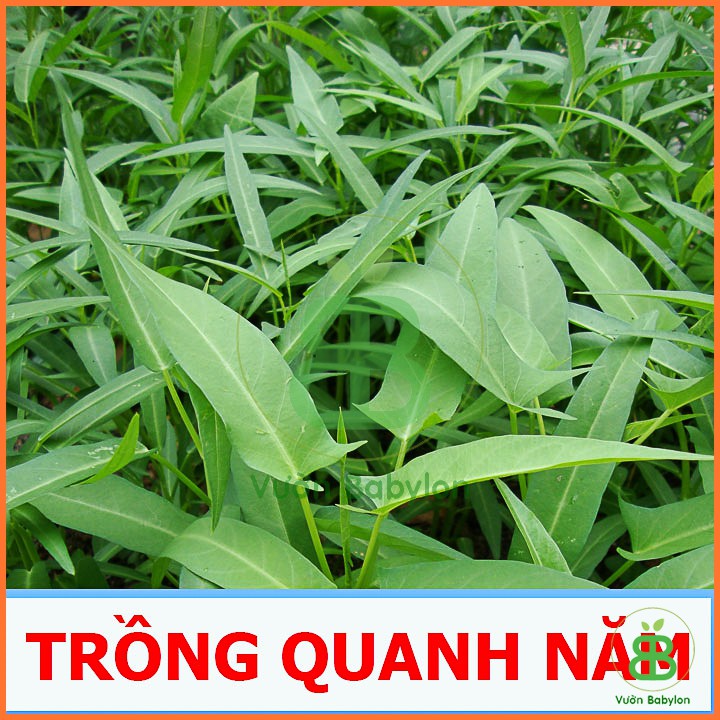 Hạt Giống Rau Muống Lá Tre 50Gr Dễ Trồng, Năng Suất Cao