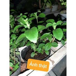 Cây Cỏ Ngọt - Stevia