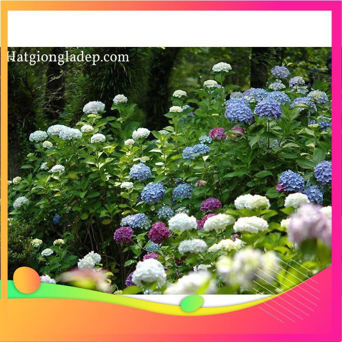 Hạt Giống Hoa Cẩm Tú Cầu Mix - 5 Hạt  VIETGAR