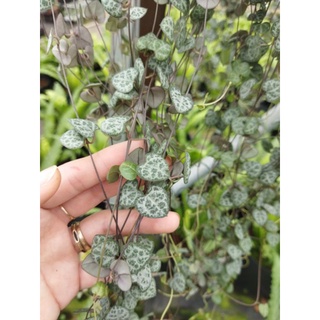 Chậu string of heart - Chuỗi dây tim