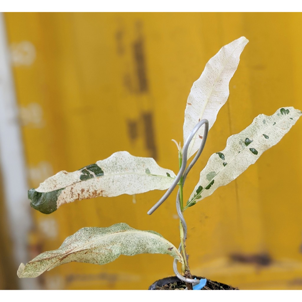 Mai Trắng Đọt Hồng