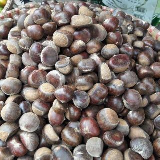 Hạt dẻ Trùng Khánh