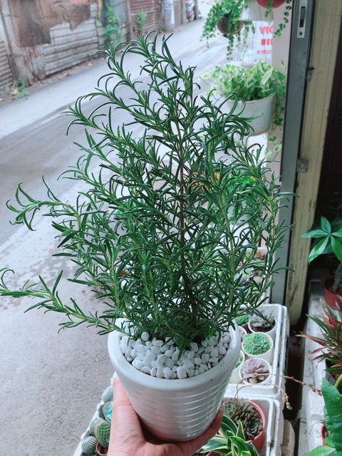 Chậu hương thảo