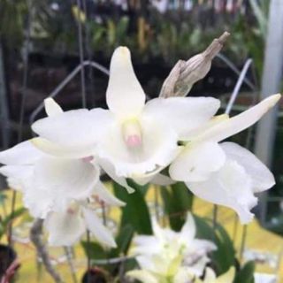 phi điệp 5ct mũi hồng