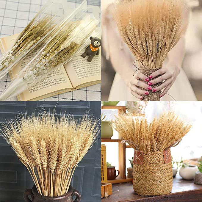 Hoa Khô Tự Nhiên Vintage Decor Trang Trí- Cỏ đuôi thỏ, Bông lau, lúa mạch, bông gòn | BigBuy360 - bigbuy360.vn