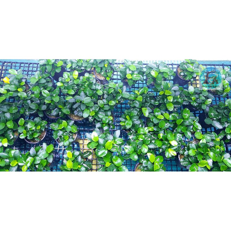 RÁY NANA PETITE THUỶ MỘC