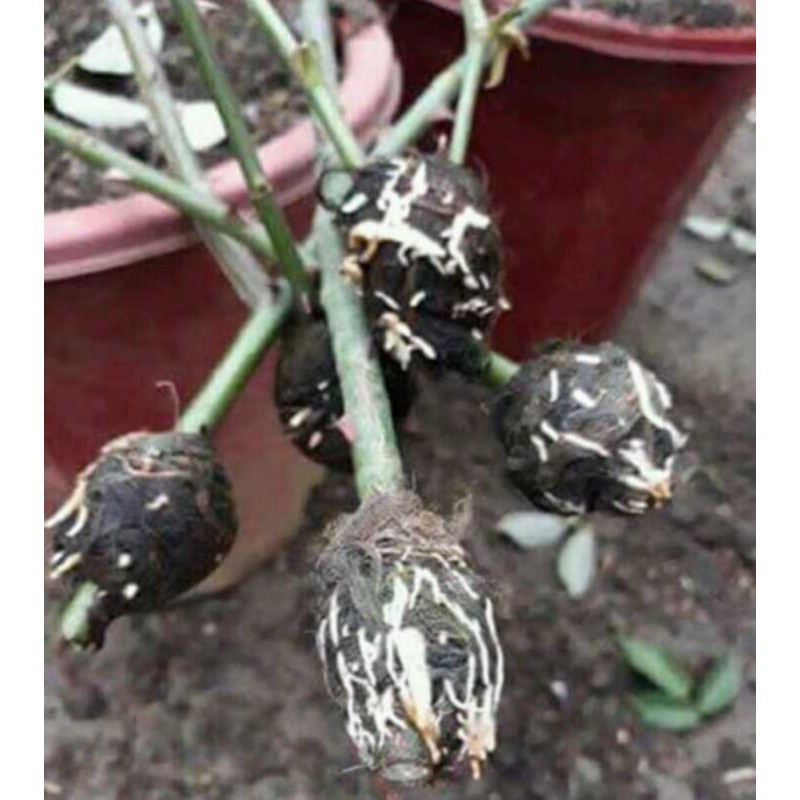 100g rễ lục bình khô (bèo tây)