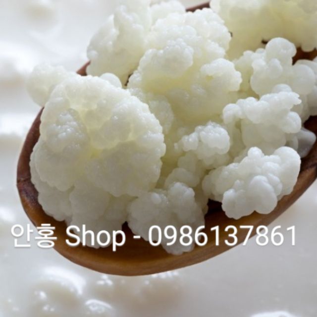 Nấm sữa Kefir (Nấm cái) Tây tạng làm sữa chua