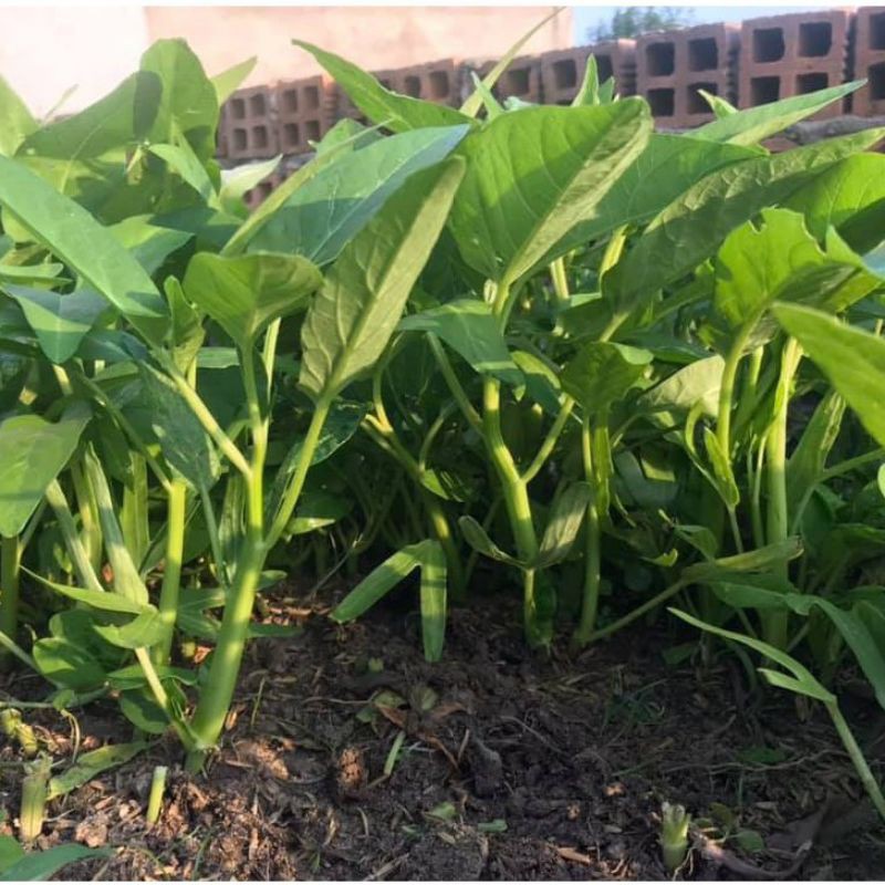 Hạt giống rau muống lá Lớn, Rau Muống lá To - Gói 50gram Dễ Trồng Nhanh Thu Hoạch