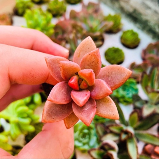 SEN ĐÁ NÂU- XUẤT XỨ ĐÀ LẠT - LỖI 1 ĐỔI 1