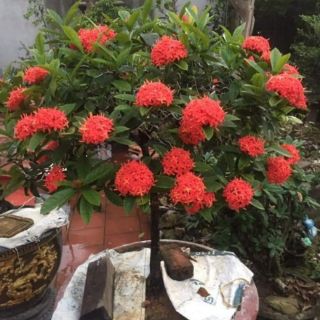 cây mẫu đơn  cây giống đủ màu (vàng. Cam.Đỏ. Hồng. Loại bông to)