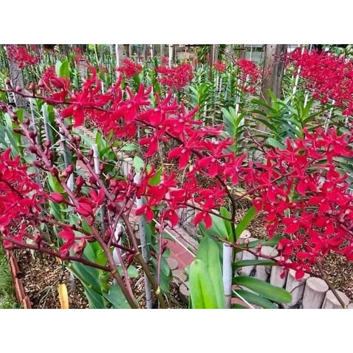 Hoa Lan_Hoàng tử đỏ 350k/2 chậu