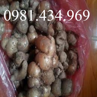 Củ địa liền giống đã mầm loại 01