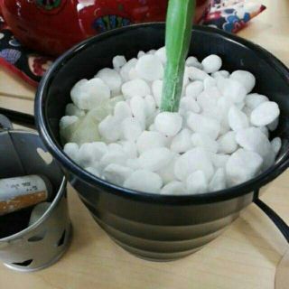 GÓI SỎI 1KG TRỒNG CÂY