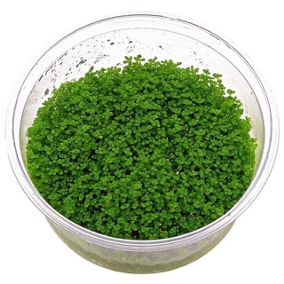 Hemianthus Callitrichoides - Cây Thuỷ Sinh Trân Châu Cuba - Cây Thuỷ Sinh