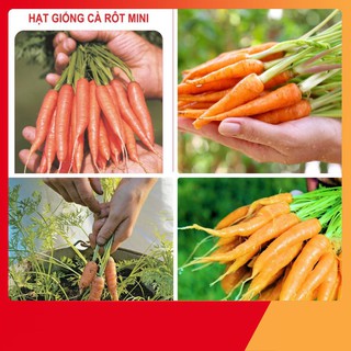 Hạt giống cà rốt mini dễ trồng - 0.2 gr