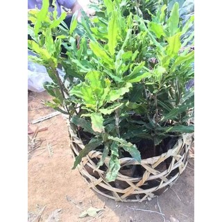 CÂY GIỐNG CÂY MẮC CA , CAM KẾT GIỐNG CHUẨN F1