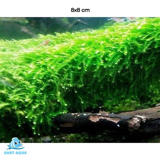 Rêu Thủy Sinh Weeping - Weeping moss