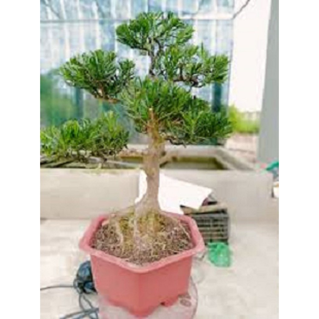 Cây giống TÙNG LA HÁN - CÂY BONSAI - SIÊU ĐẸP GIÁ SIÊU RẺ