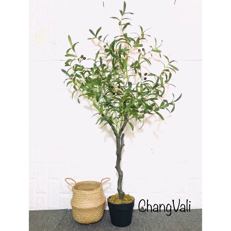 Cây Ô liu, Oliu ,Olive -loại cao cấp cao 1,2m ,1,7m decor sang chảnh