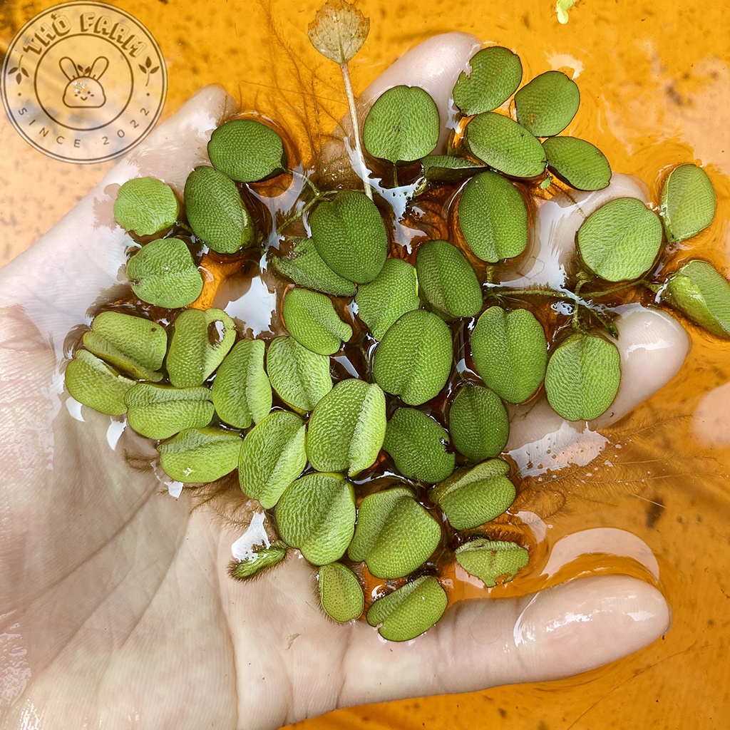 Bèo tai chuột  trang trí và lọc nước bể thủy sinh cá cảnh