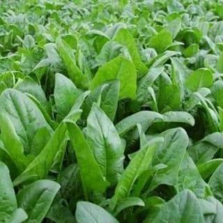 Hạt giống cải bó xôi