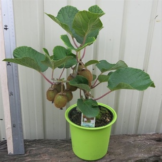 #Hạt_Giống_Kiwi_Lùn_Giàu_Dinh_Dưỡng F1