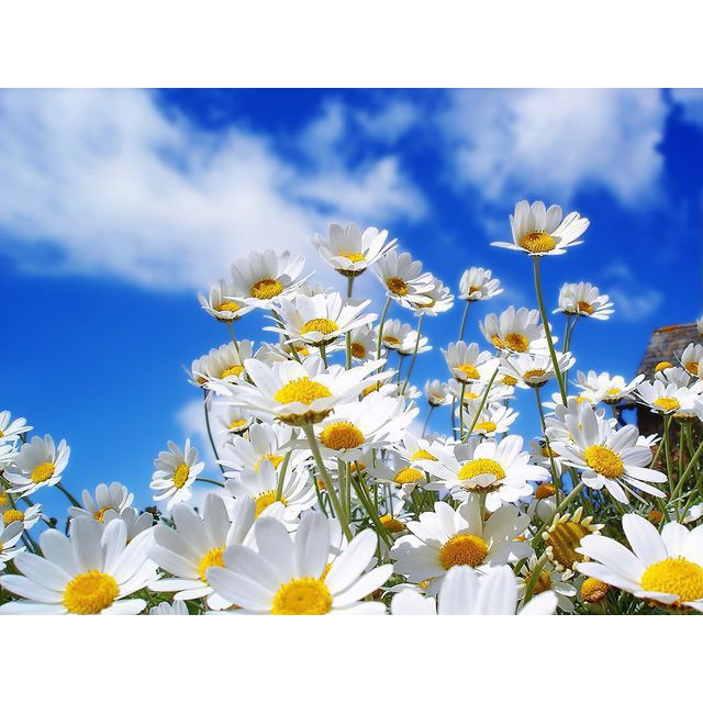 Hạt Giống Hoa Cúc Họa Mi