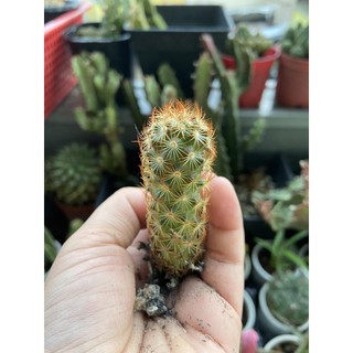XƯƠNG RỒNG MAMI ĐỎ