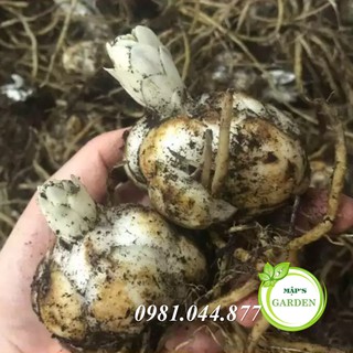 Củ giống hoa ly màu vàng ( củ giống hà lan)
