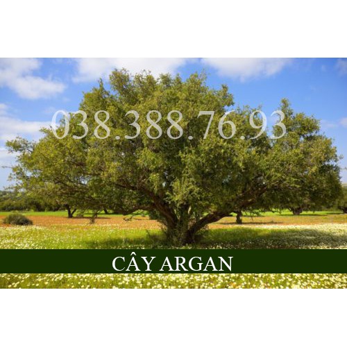 Dầu Argan từ Morocco dành cho rạn da | BigBuy360 - bigbuy360.vn