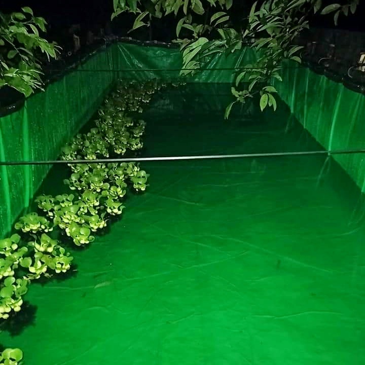 Bể Bạt Nuôi Ốc Lươn loại dày chất lượng cao Kích thước 2x1x1- 2x2x1- 3x2x1- 4x2x1- 5x2x1