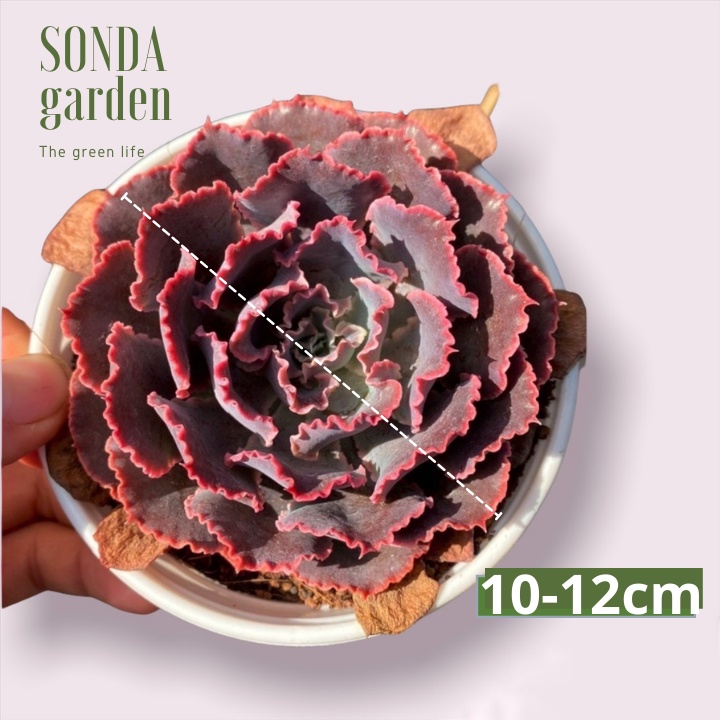 Sen đá bắp cải aurora purple SONDA GARDEN size trung bình 10-12cm, xuất xứ Đà Lạt, khoẻ đẹp, lỗi 1 đổi 1